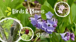 Birds and Blooms at Clingman Park