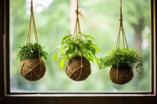 Women of Wildwood: KOKEDAMA