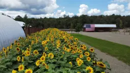 đ»2026 WSF Sunflower Festivalđ»