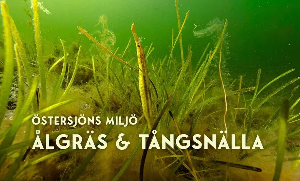 Östersjöns Miljö Ålgräs & Tångsnälla