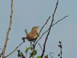 Bird Song Identification Workshop