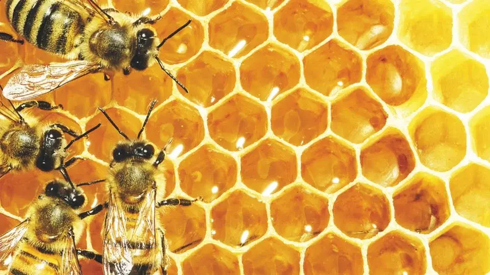 Livet på jobbet: släpp för Fronesis nr 88–89