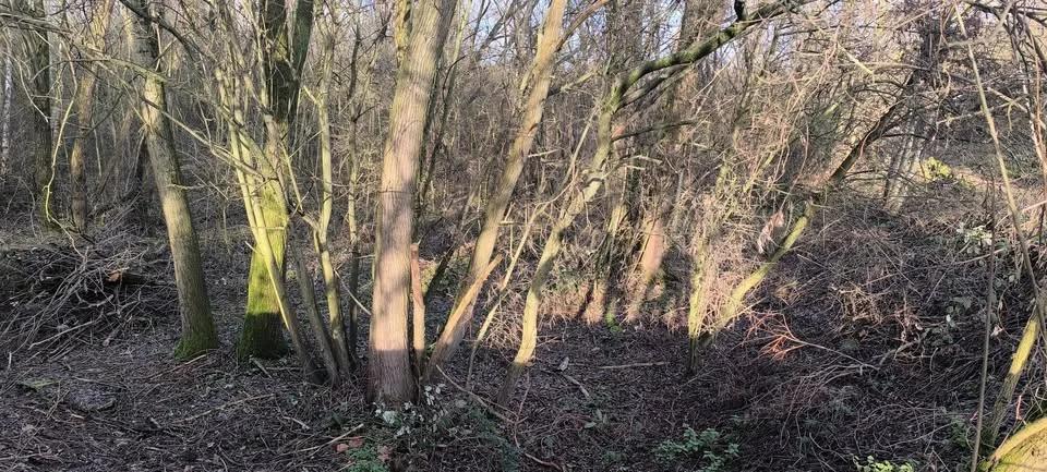 Nature Conservation Task - Leyton E10