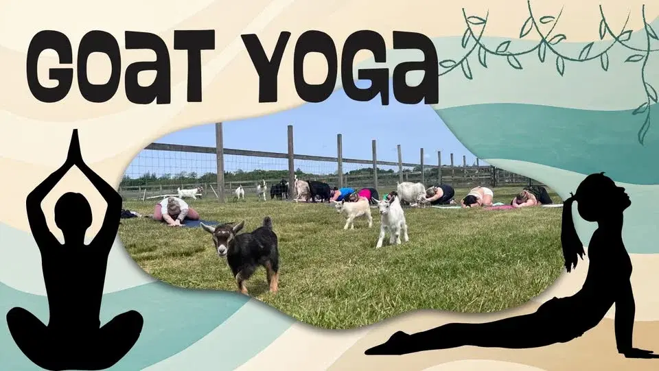 Baby Goat Yoga