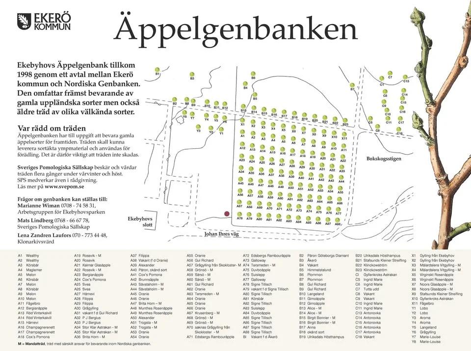 Vi beskär äppelträden på Ekebyhov, Ekerö