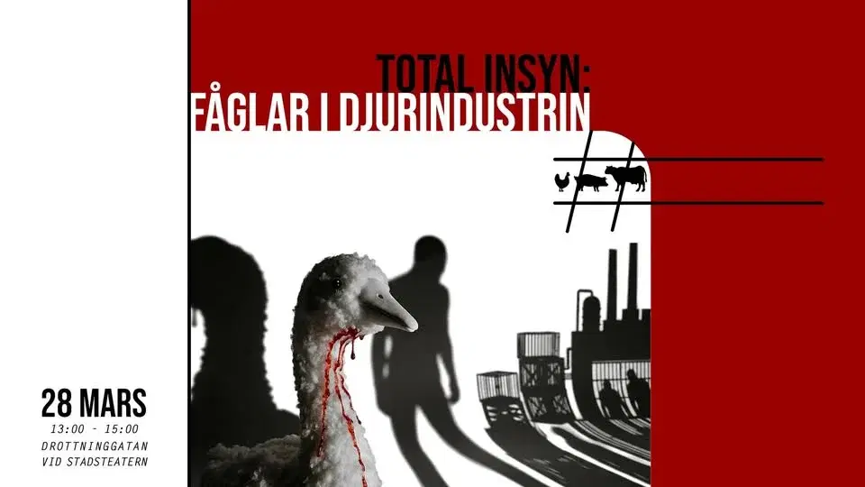 Fåglar i djurindustrin - manifestation