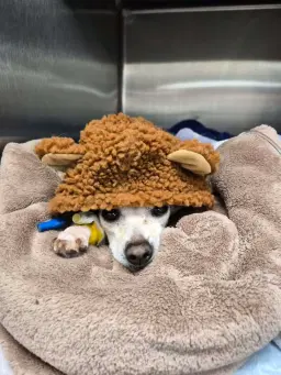 Fundraiser: Cubby's Crusade Dog Rescue