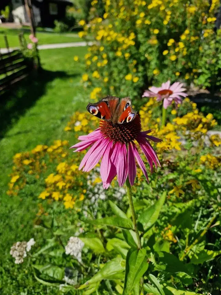 ört/växt medicin kurs (även lite näringslära)på plats och zoom
