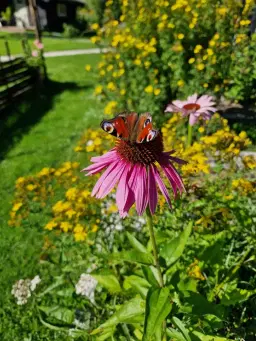 ört/växt medicin kurs (även lite näringslära)på plats och zoom