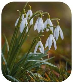 Snowdrop Walk, Landwade Hall, Exning