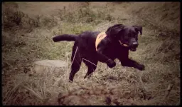 Söktävling lägre, högre & elitklass