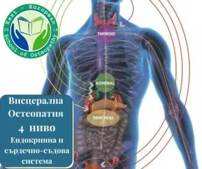 Висцераална остеопати 4 ниво