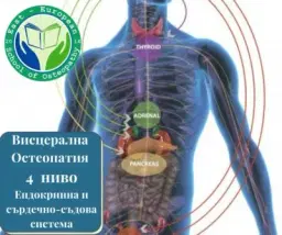 Висцераална остеопати 4 ниво