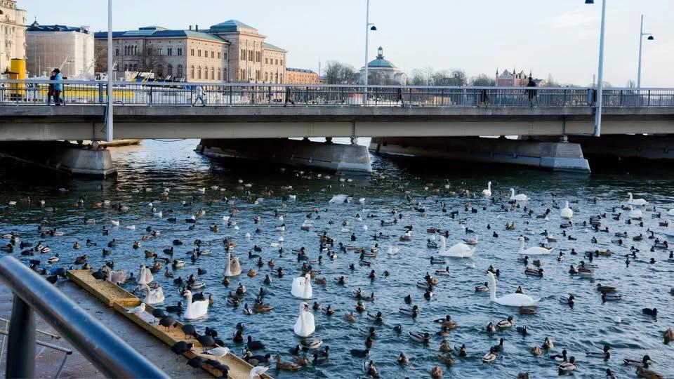 Fåglar vid Stockholms Ström