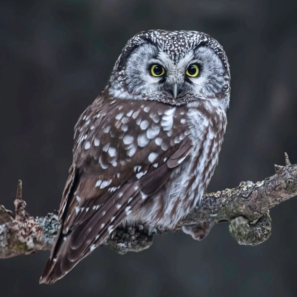 Owl Day at the Koobs Nature Area