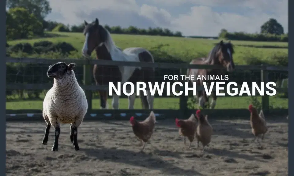 Norwich Vegans Christmas Market