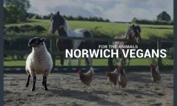 Norwich Vegans Christmas Market