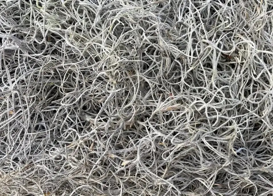 "Cloak" | Blanche Nettles Powers in the Drive Thru Art Box at Green Truck Pub: Jan 10 - Apr 8, 2026