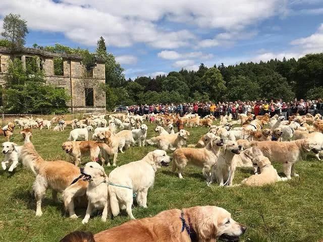 Golden retriever meet up