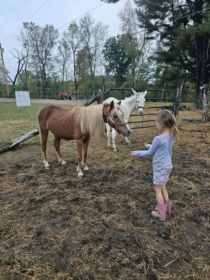 Miniature Horse Halter Camp