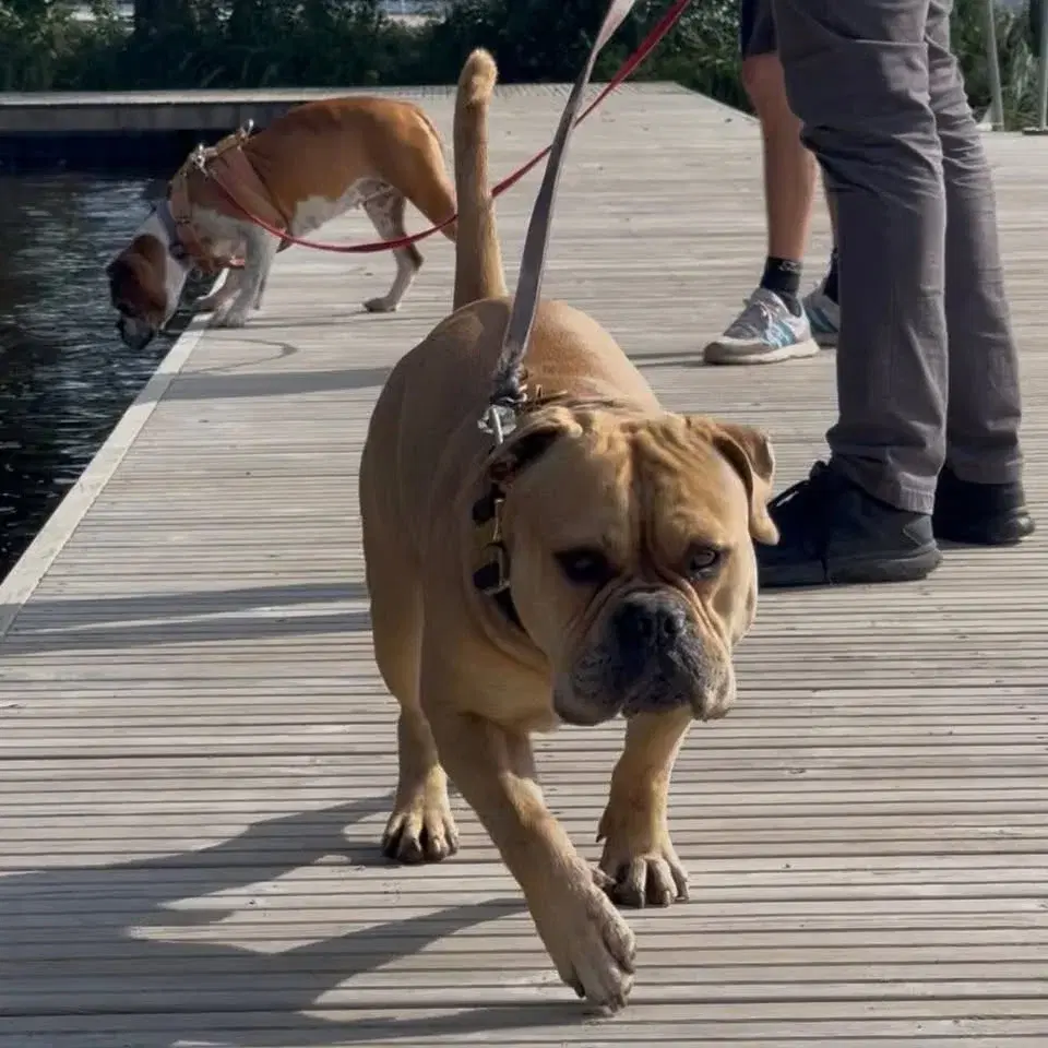 Hundpromenad Stockholm