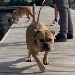 Hundpromenad Stockholm