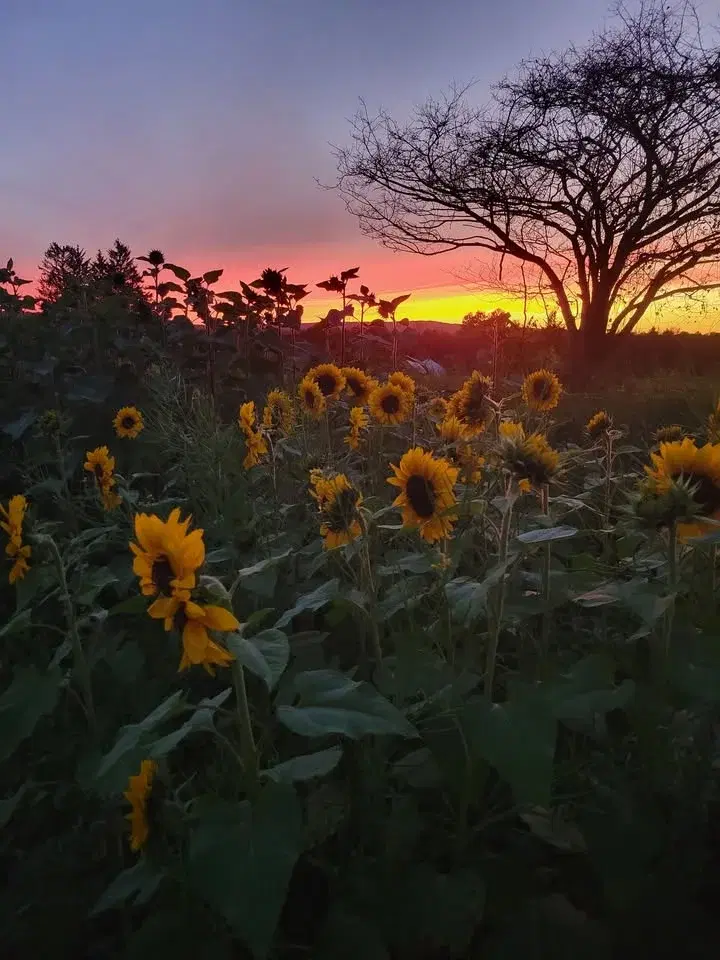 4th Annual Sunflower Festival
