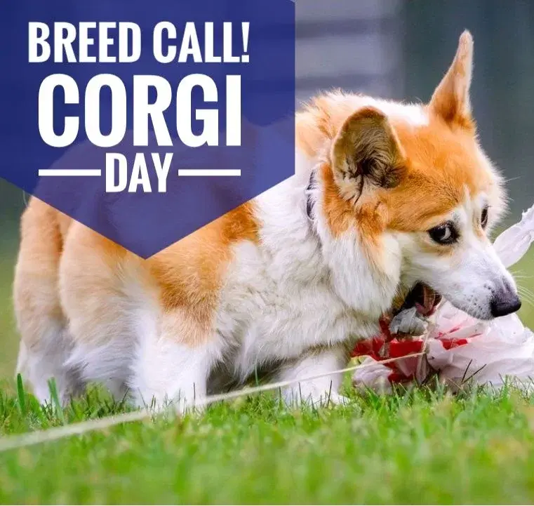 Corgi Day at TCD FastCAT