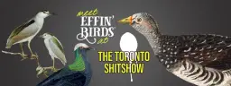 Effin’ Birds at the Toronto ShitShow