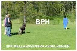 BPH-Beskrivning Pudel i Stockholm