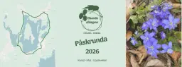 Humleslingans Påskrunda 2026 - Ivösjön runt