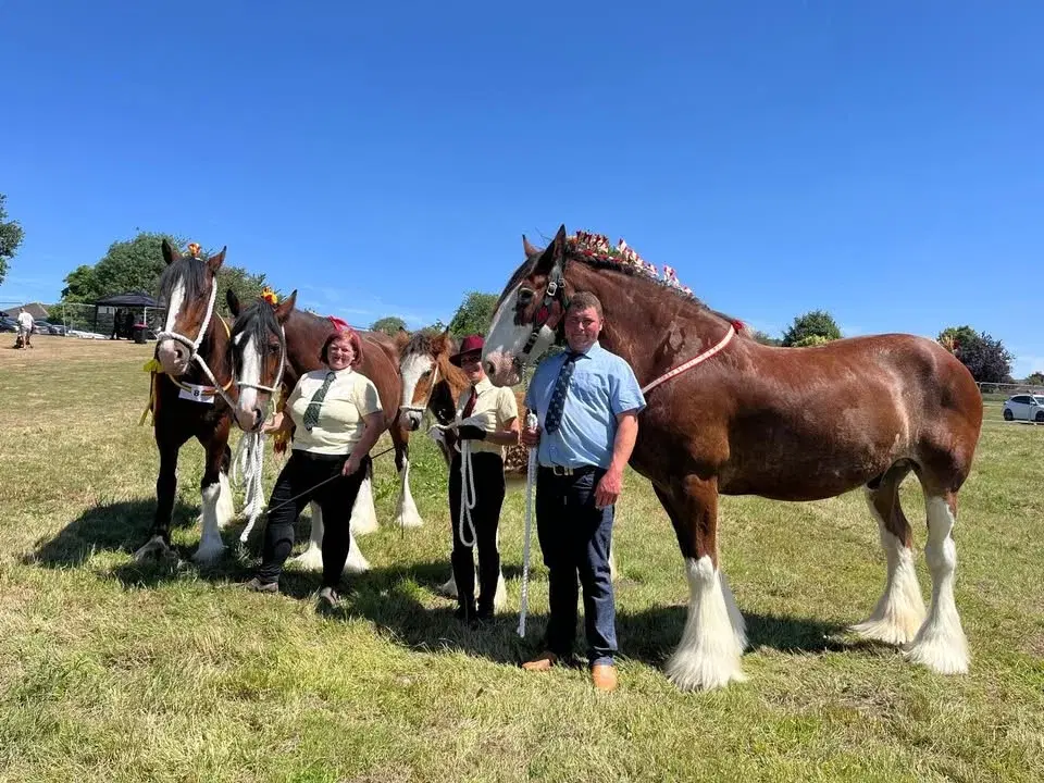 White Rose County Heavy Horse Section