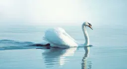 Cape Symphony: Nature's Song