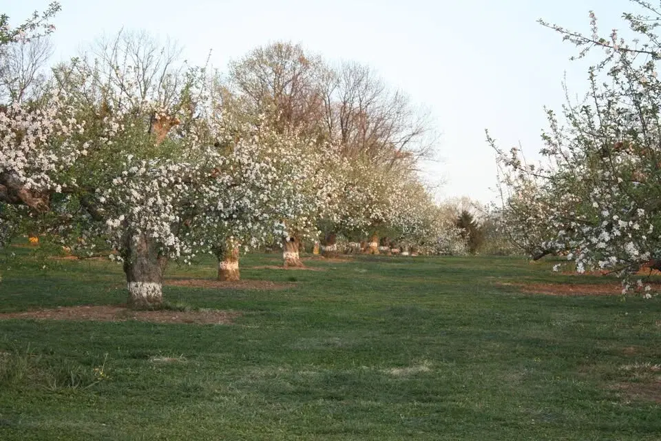 4th Annual Spring Blossom Festival