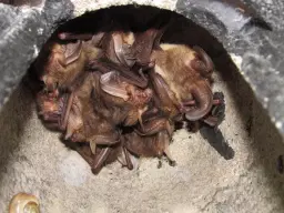 Bat Walk & Talk
