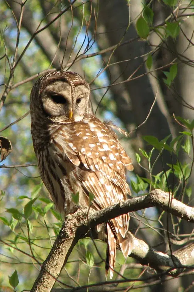 Mindful Birding at Historic Bethabara Park