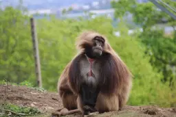 Conservation Walk & Talk