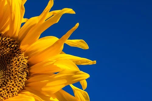 Arboretum Plant Sale Weekend