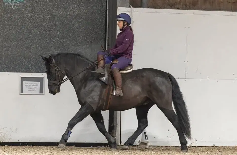 Blueberry Dressage Series