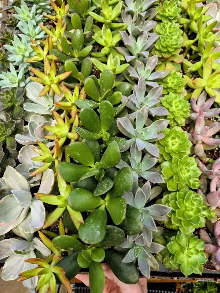 9th Annual Succulent Celebration @ Carlsons'