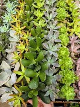9th Annual Succulent Celebration @ Carlsons'