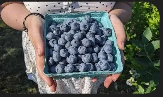 se4sk is going Blueberry Picking