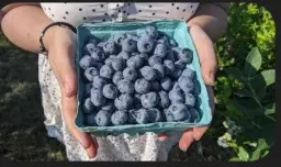 se4sk is going Blueberry Picking