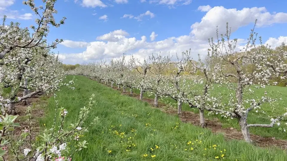 Bishop's Blossom Festival