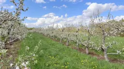 Bishop's Blossom Festival