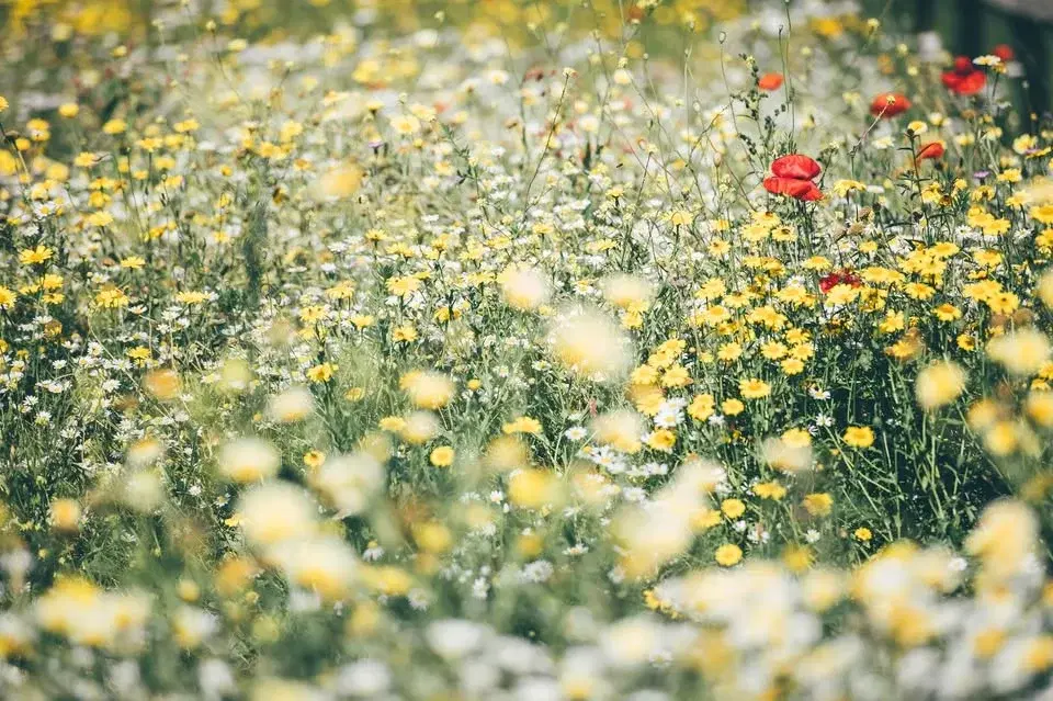 Wildflower Day | Diwrnod Blodau Gwyllt