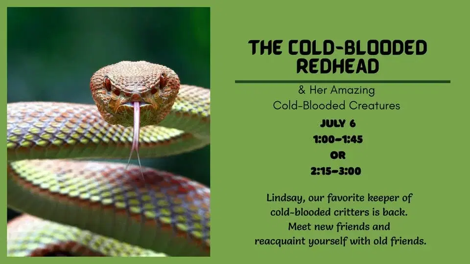 The Cold-Blooded Redhead