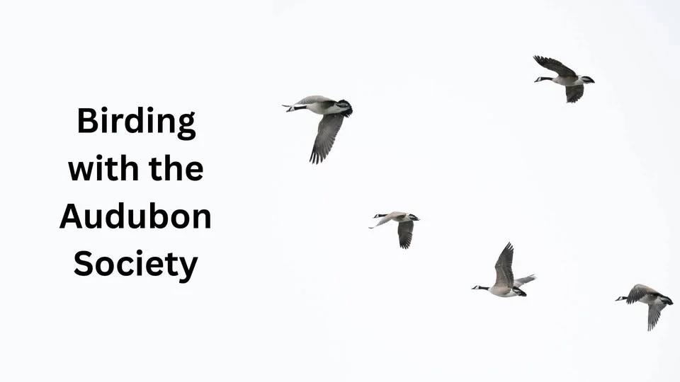 Birding with the Audubon Society