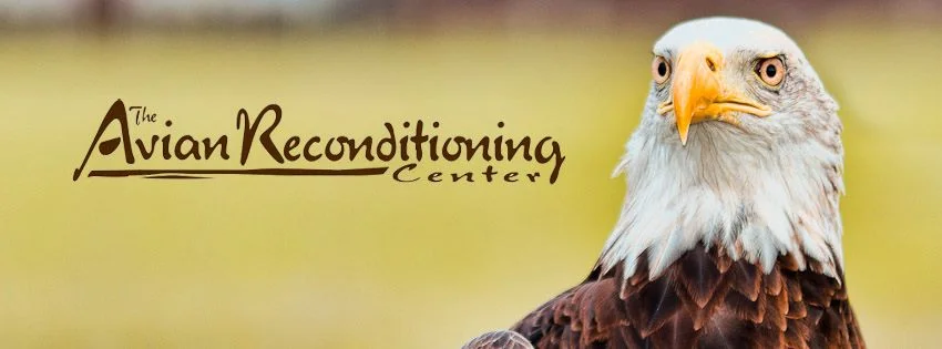 American Eagle Day