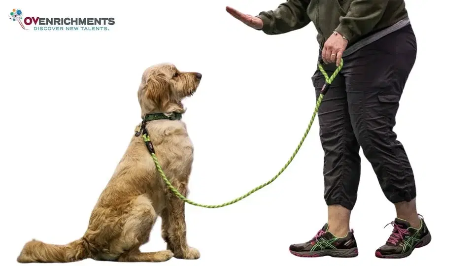 Puppy Kindergarten & Adult Dog Beginners Basic Education - 4 Wk Session